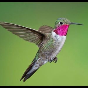 Meet your Posher, Bonnie